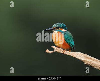 Kingfisher utilise des branches sur lesquelles se percher et pêcher. Banque D'Images