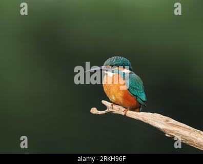 Kingfisher utilise des branches sur lesquelles se percher et pêcher. Banque D'Images