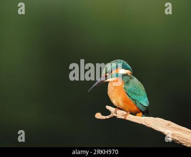 Kingfisher utilise des branches sur lesquelles se percher et pêcher. Banque D'Images