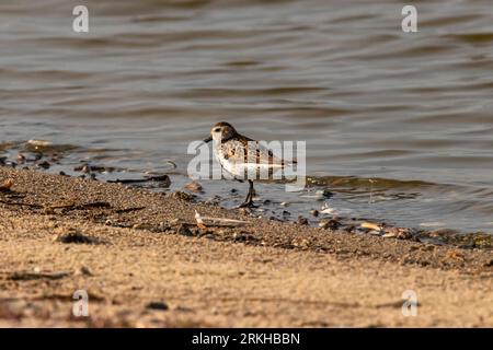 Un seul Dunlin se dresse sur le rivage, regardant dans l'eau Banque D'Images