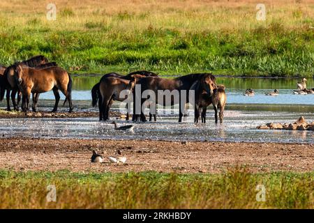 Un groupe de poneys Exmoor broutant dans un champ herbeux parsemé d'oies en arrière-plan Banque D'Images