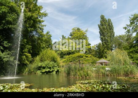 Mainau, Allemagne, 20 juillet 2023 joli petit lac avec des nénuphars dérivants par une journée ensoleillée Banque D'Images