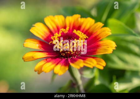 Mainau, Allemagne, 20 juillet 2023 Zinnia elegans coloré fleurit dans un joli parc Banque D'Images