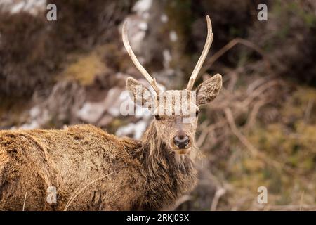 Un gros plan d'un majestueux cerf rouge (Cervus elaphus) avec un ensemble impressionnant de bois Banque D'Images