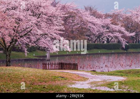 Fleurs de cerisier rose (sakura) sur Osawa Pon dans le temple Daikaku-ji, Arashiyama, Kyoto, Japon pendant une averse de pluie. Banque D'Images