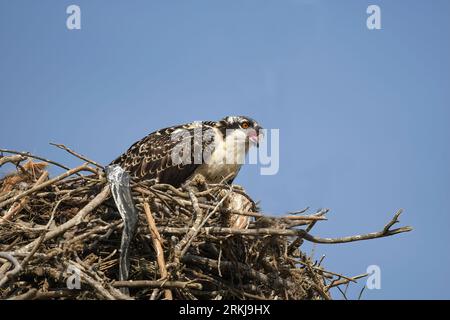 Une belle balbuzard perchée sur son nid, nourrissant sa progéniture dans le ciel bleu vif au-dessus Banque D'Images