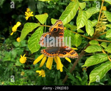 Papillon de couleur noire et orange sur la plante appelée Cosmos. Photographié dans la ville de Sao Caetano do Sul – Brésil. Banque D'Images