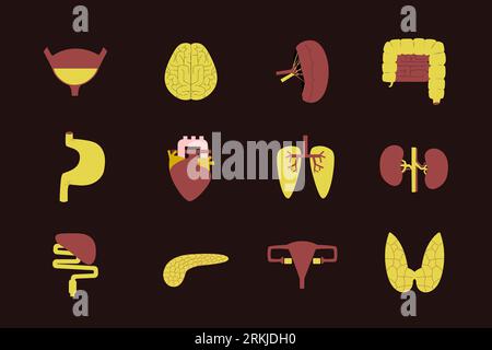 Illustrations vectorielles isolées d'organes humains destinés à la transplantation. Illustration de Vecteur