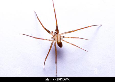 Gros plan d'une recluse brune ou d'une araignée de violon perchée sur une surface blanche Banque D'Images