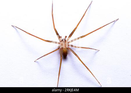 Gros plan d'une recluse brune ou d'une araignée de violon perchée sur une surface blanche Banque D'Images