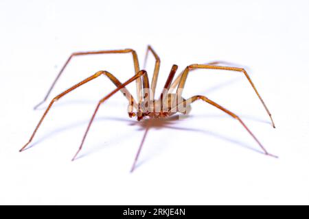 Gros plan d'une recluse brune ou d'une araignée de violon perchée sur une surface blanche Banque D'Images