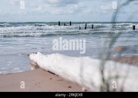 Un seul grand tronc d'arbre mort à côté de l'herbe verte sur la plage. les troncs d'arbres morts s'alignent dans une mer vallonnée, un horizon et un ciel nuageux en arrière-plan. H Banque D'Images