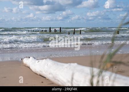 Un seul grand tronc d'arbre mort à côté de l'herbe verte sur la plage. les troncs d'arbres morts s'alignent dans une mer vallonnée, un horizon et un ciel nuageux en arrière-plan. H Banque D'Images