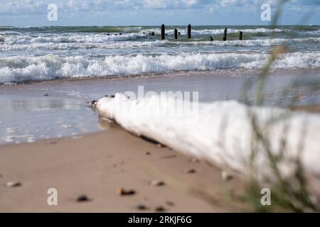 Un seul grand tronc d'arbre mort à côté de l'herbe verte sur la plage. les troncs d'arbres morts s'alignent dans une mer vallonnée, un horizon et un ciel nuageux en arrière-plan. H Banque D'Images