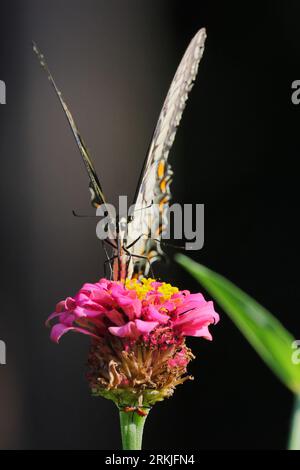 Un papillon marin glaucus vibrant (Papilio glaucus) perché au sommet d'une fleur rose vibrante Banque D'Images