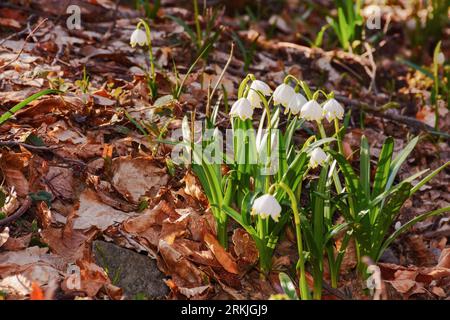 gros plan de fleurs de flocon de neige d'été sur une journée ensoleillée. fond floral dans la forêt Banque D'Images