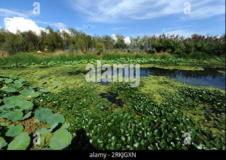 Bildnummer : 56135265 Datum : 29.09.2011 Copyright : imago/Xinhua (110929) -- DALI, 29 septembre 2011 (Xinhua) -- la photo prise le 28 septembre 2011 montre le parc marécageux Caicun près du lac Erhai, préfecture autonome de Dali Bai, province du Yunnan au sud-ouest de la Chine. Couvrant plus de 10 000 mu, soit 666,7 hectares, la réserve naturelle des zones humides a été établie autour du lac Erhai avec un investissement total de 200 millions de yuans (environ 31,3 millions de dollars américains). La qualité de l'eau locale et l'environnement écologique ont été largement améliorés grâce au projet. (Xinhua/Chen Haining) (lj) CHINA-YUNNAN-DALI-WETLA Banque D'Images