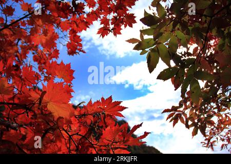 Bildnummer : 56139652 Datum : 01.10.2011 Copyright : imago/Xinhua (111001) -- BENXI, 1 octobre 2011 (Xinhua) -- la photo prise le 1 octobre 2011 montre une scène dans Huli Scenic Spot dans le comté de Benxi, province du Liaoning au nord-est de la Chine. Huli Scenic Spot, célèbre pour son érable rouge en automne, a attiré de nombreux touristes au premier jour des fêtes nationales de Chine. (Xinhua/Pan Yulong) (Ly) CHINA-LIAONING-BENXI-NATIONAL DAY-MAPLE (CN) PUBLICATIONxNOTxINxCHN Objekte Symbolfoto Herbst xdp x2x 2011 quer o0 Bäume Blätter bunt Jahreszeit 56139652 Date 01 10 2011 Copyright Imago XINHUA Benxi OCT 1 2011 XINH Banque D'Images