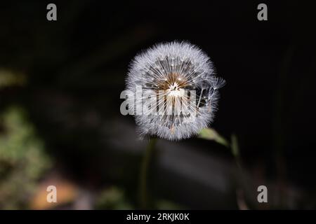 Un gros plan d'une fleur de pissenlit blanc avec ses graines soufflant dans le vent. Banque D'Images