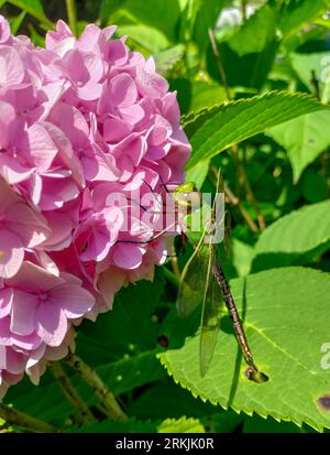 Union Pier, Michigan - Une femelle commune de Darner vert (Anax junius) sur une plante d'hortensia. Banque D'Images