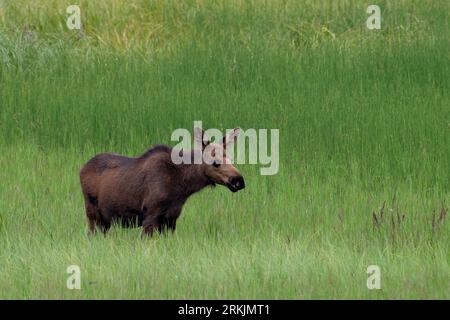 Moose Cow à la rivière Knik, Alaska Banque D'Images