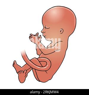 Art du fœtus à peau foncée entre 23-28 semaines, fin du 2e trimestre, début du 3e trimestre, grossesse, développement du fœtus, Banque D'Images