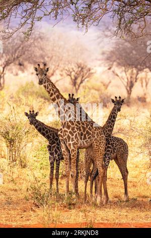 Quatre girafes Masaï (Giraffa camelopardalis tippelskirchi), curieuses sous un acacia, à la recherche d'ombre, Parc National de Tsavo, Kenya, Afrique Banque D'Images