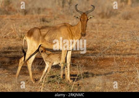 Hartebeest (Alcelaphus buselaphus), alors qu'il allaite un bébé, parc national de Tsavo, Kenya, Afirca Banque D'Images