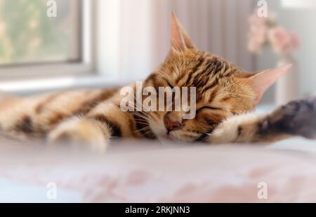 Mignon chat Bengal dort doucement dans la chambre. Amour pour les animaux de compagnie. Banque D'Images