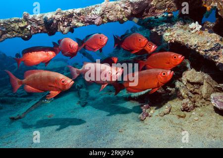 Big-Eye ou Goggle-Eye (Priacanthus hamrur) sur épave. Mer Rouge, Égypte. Banque D'Images