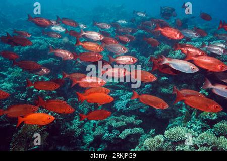 Grande école au-dessus du récif de corail. Mer Rouge, Égypte. Banque D'Images