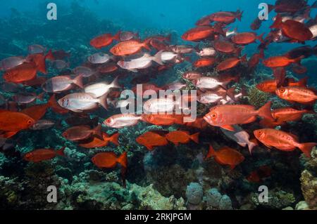 Grande école au-dessus du récif de corail. Mer Rouge, Égypte Banque D'Images