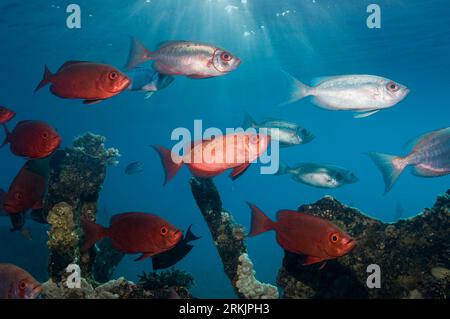 Big-Eye ou Goggle-Eye (Priacanthus hamrur) sur épave. Mer Rouge, Égypte. Banque D'Images