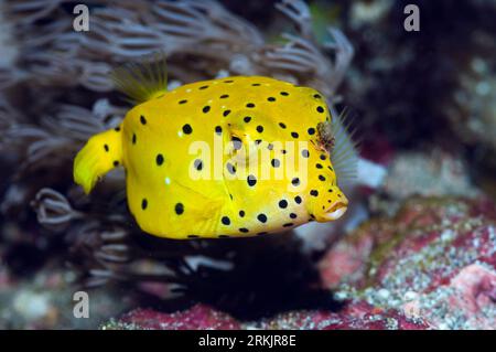 Boxfish jaune (Ostracion cubicus), juvénile. Rinca, parc national de Komodo, Indonésie. Banque D'Images