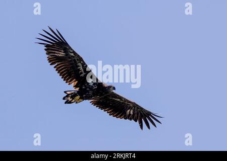 Gros plan d'un aigle juvénile à queue blanche (Haliaeeetus albicilla) volant dans le ciel Banque D'Images