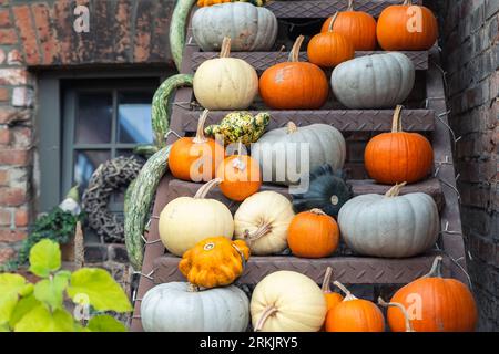 Beaucoup de grands petits mûrs orange gris vert blanc citrouilles brillantes sur la vieille échelle en métal rouillé à la cour de ferme de citrouille. Symbole de la célébration d'action de grâce d'Halloween Banque D'Images