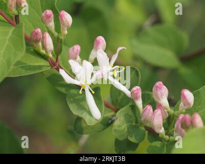 Chèvrefeuille. Nom scientifique : Lonicera. Famille : Caprifoliaceae. Ordre : Dipsacales. Royaume : Plantae. Banque D'Images