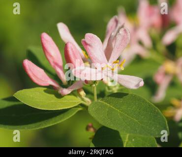 Chèvrefeuille. Nom scientifique : Lonicera. Famille : Caprifoliaceae. Ordre : Dipsacales. Royaume : Plantae. Banque D'Images