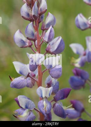 Fleur de lupin violet pousse dans le pré (mai). Nom scientifique : Lupinus perennis. Famille : Fabaceae (légumineuse). Ordre : Fabales. Royaume : Plantae. Banque D'Images