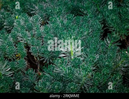 Une plante verte vibrante de roche Stonecrop (Sedum rupestre) poussant dans le sol entourée d'autres plantes Banque D'Images