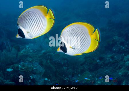 Papillons (Chaetodon adiergastos Panda). Bali, Indonésie. Banque D'Images