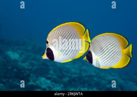 Papillons (Chaetodon adiergastos Panda). Bali, Indonésie. Banque D'Images