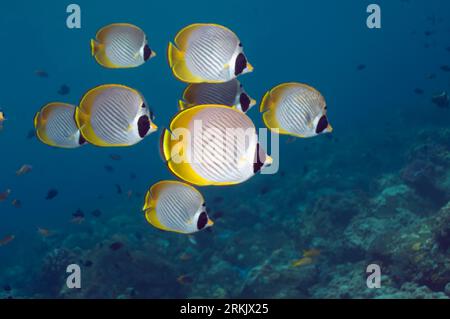 Papillons (Chaetodon adiergastos Panda). Bali, Indonésie. Banque D'Images