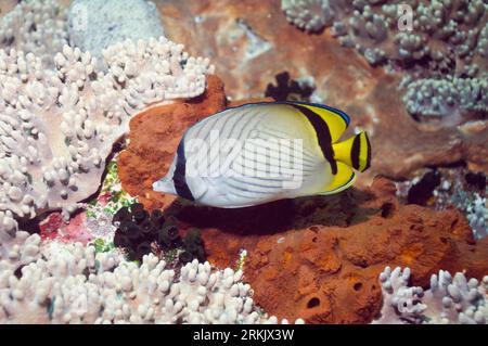 Poisson-butterfly Vagabond (Chaetodon vagabundus) nageant sur des coraux en cuir et des éponges. Indonésie. Banque D'Images