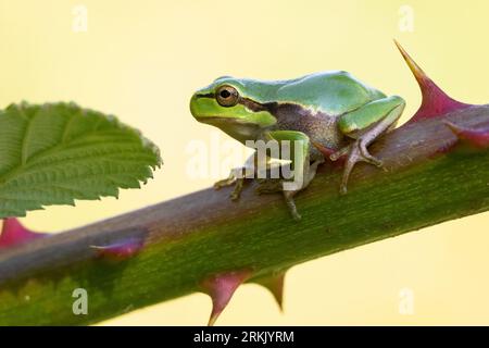 Une grenouille vert émeraude perchée au sommet d'une branche d'arbre robuste. Banque D'Images