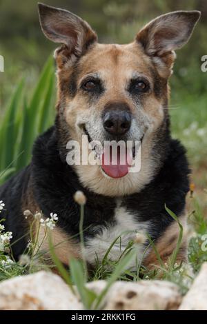 Portrait de Tana, vieux chien de Berger allemand de race mixte, Onil, Espagne Banque D'Images