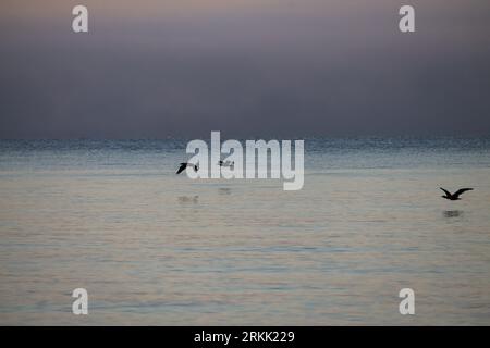 silhouette de cormorans volant au-dessus de la mer et un épais brouillard en arrière-plan Banque D'Images