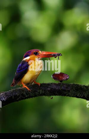 ODKF - Kingfisher nain oriental avec un abattage dans l'habitat naturel gros plan Banque D'Images