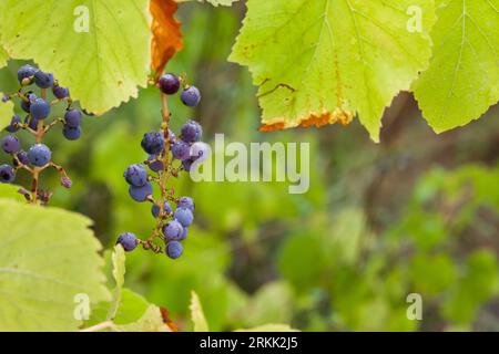 Feuilles de vigne sauvages avec grappe de raisins et gouttes de pluie sur la route de Serpis, Espagne Banque D'Images