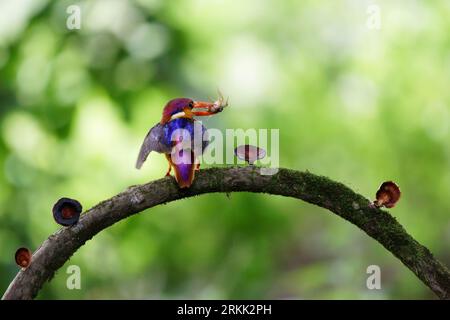 ODKF - Kingfisher nain oriental avec un abattage dans l'habitat naturel gros plan Banque D'Images